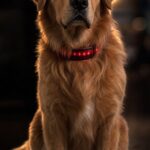 Buddy