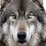 Grayfang